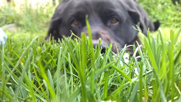 /Images/uploads/Humane Society of Utah/HSUCalendar/entries/625thumb.jpg